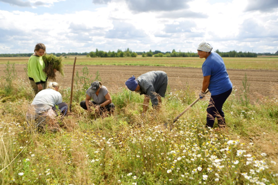 Фиточаи Калина 15.jpg