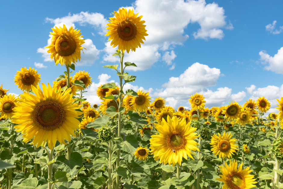 Подсолнухи Подсолнухи