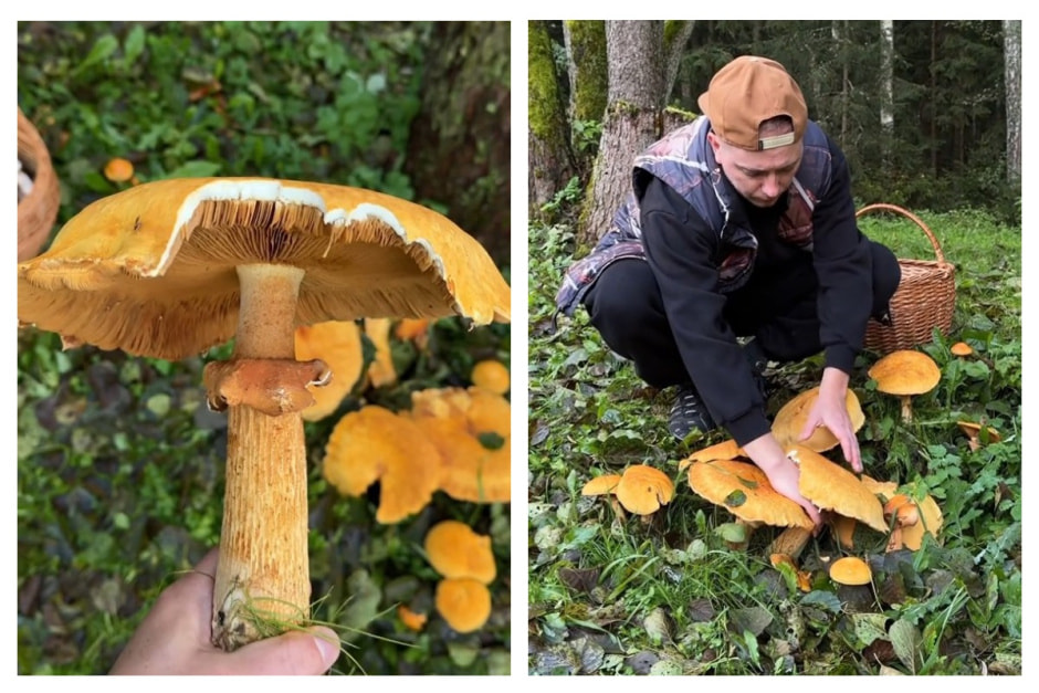 феолепиота золотистая