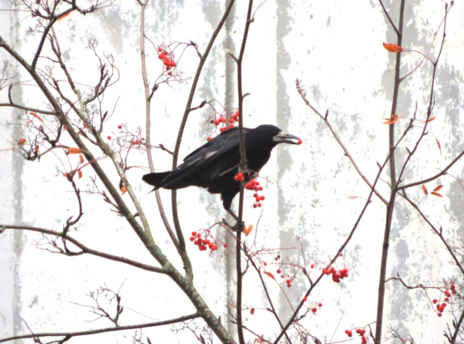 Врановые птицы Беларуси 14.jpg