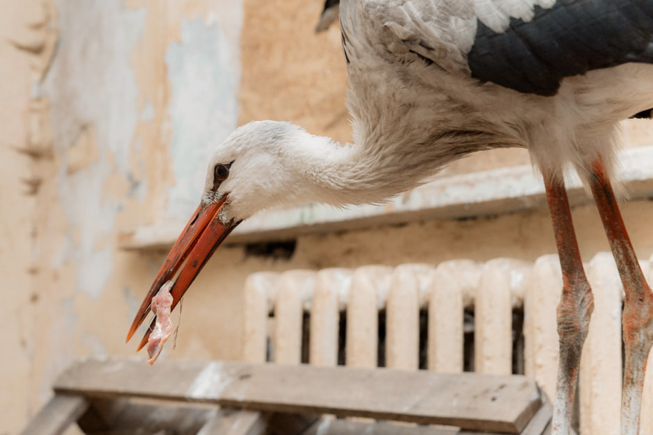 Зимовка аистов в деревне Высокое 4.jpg