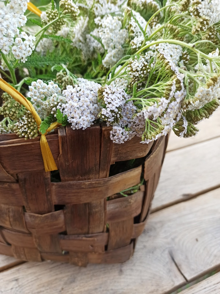 Травница Ольга Букат 4.jpg