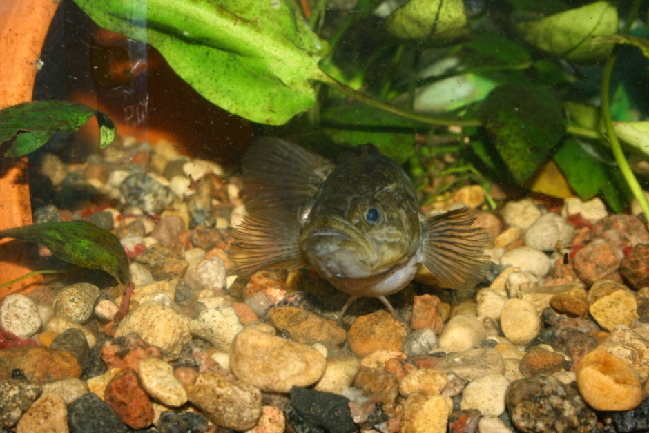 Ротан-головешка 4.png