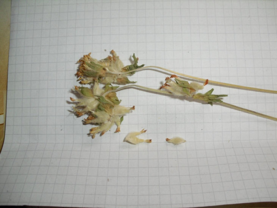 Траволечение в Беларуси 4.jpg