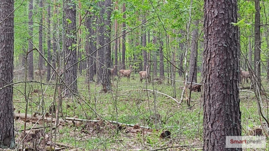 олени.jpg олени.jpg