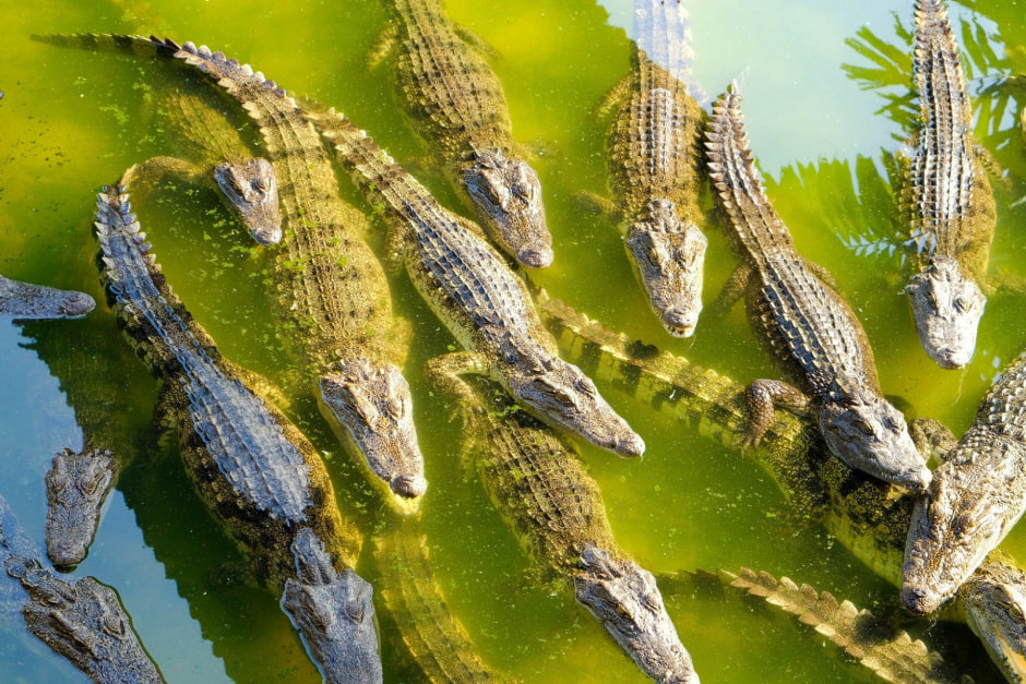 Крокодиловая ферма, Лангкави