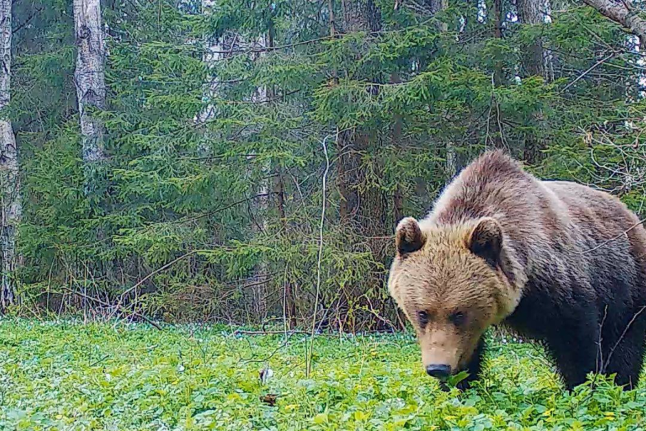 Медведи под контролем 4.png