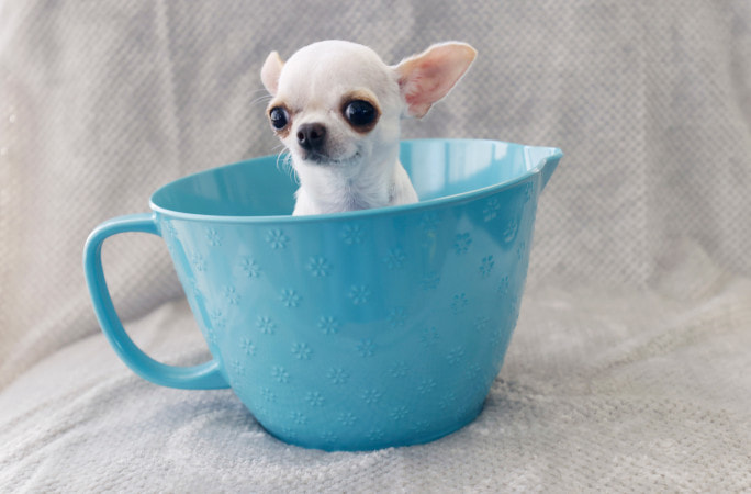 Маленькая собачка 1.jpg