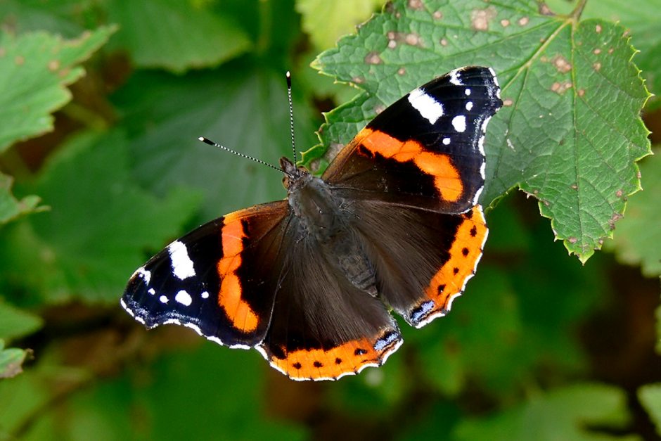 Где зимуют насекомые 12.png