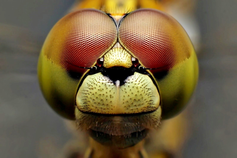 Стрекозы в Беларуси 12.jpg