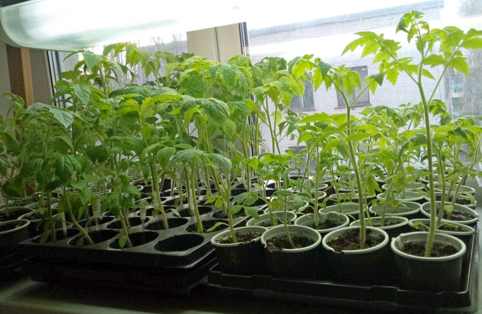 Когда садить рассаду семян и перцев 5.jpg