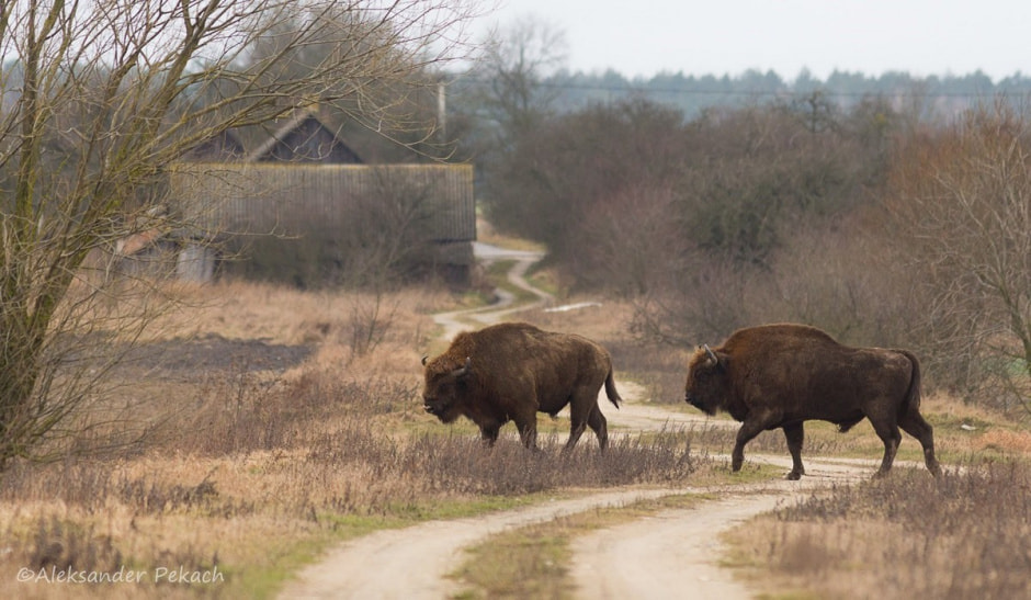 Хата на болоте 22.jpg