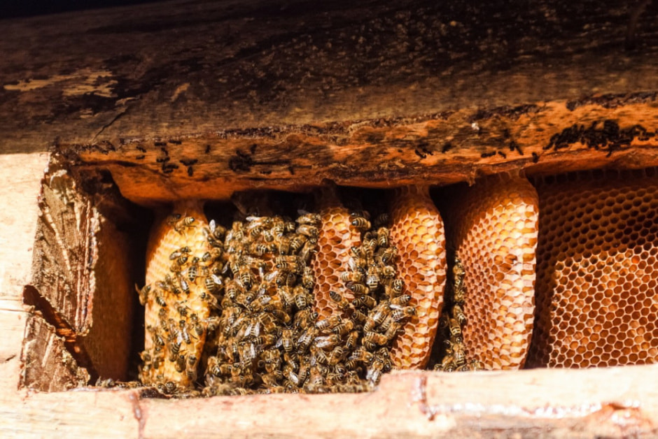 Как бортник спасает на Полесье черных пчел 18.jpg