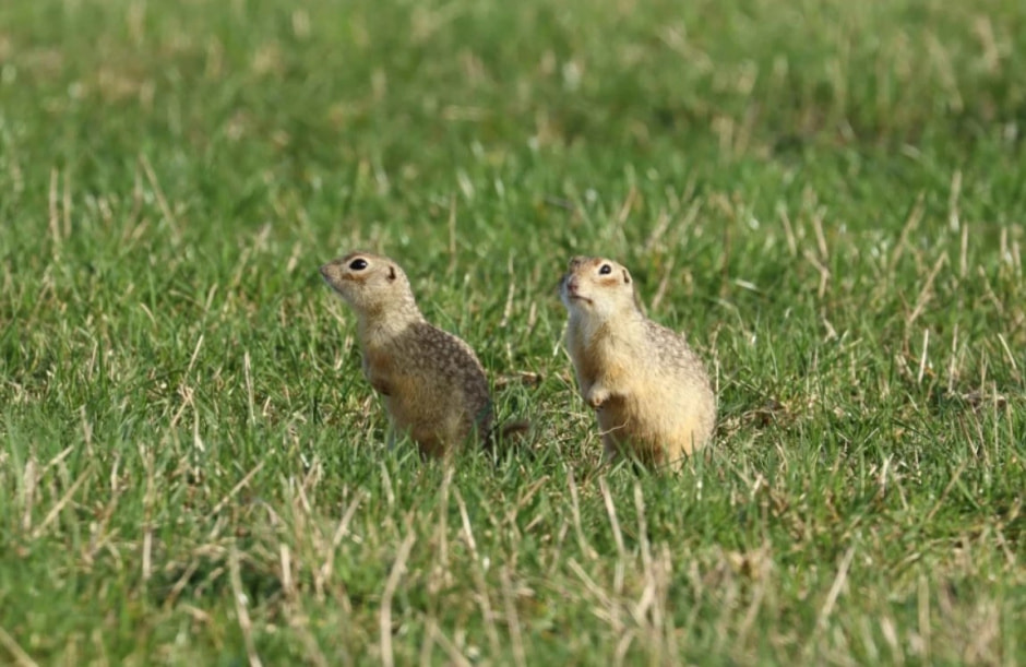 суслик маленький.jpg