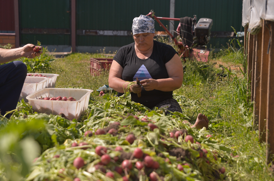 Две семьи выращивают огурцы и клубнику 2.png