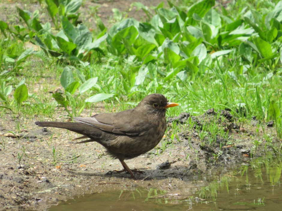 черный дрозд самка.JPG