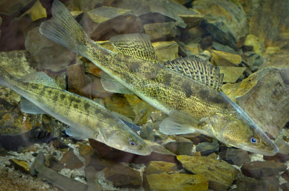 Новшества мая 2024 7.png