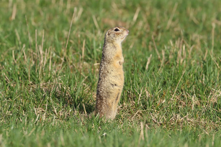 Белорусские суслики в депрессии 7.jpg