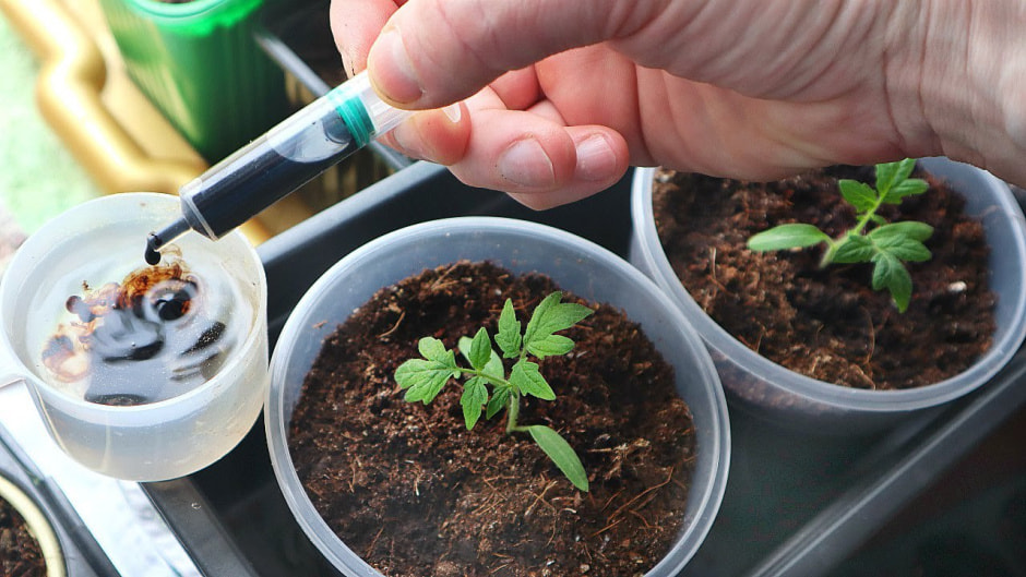 Рассада и калийные удобрения.jpg