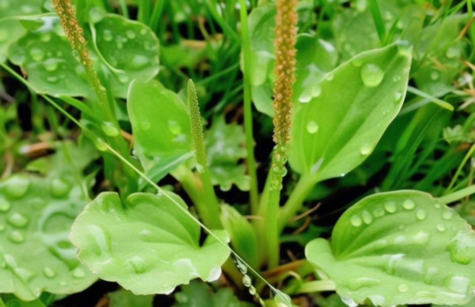 Траволечение в Беларуси 6.jpg