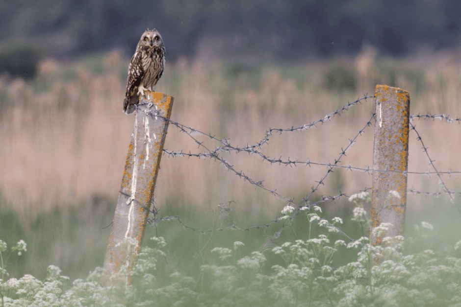 Фотограф дикой природы Инна Шкурко 9_Болотная сова.png