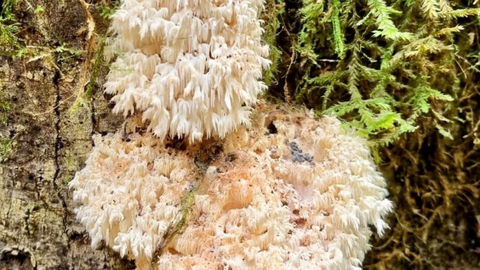 Hericium ophelieae.jpg Hericium ophelieae.jpg
