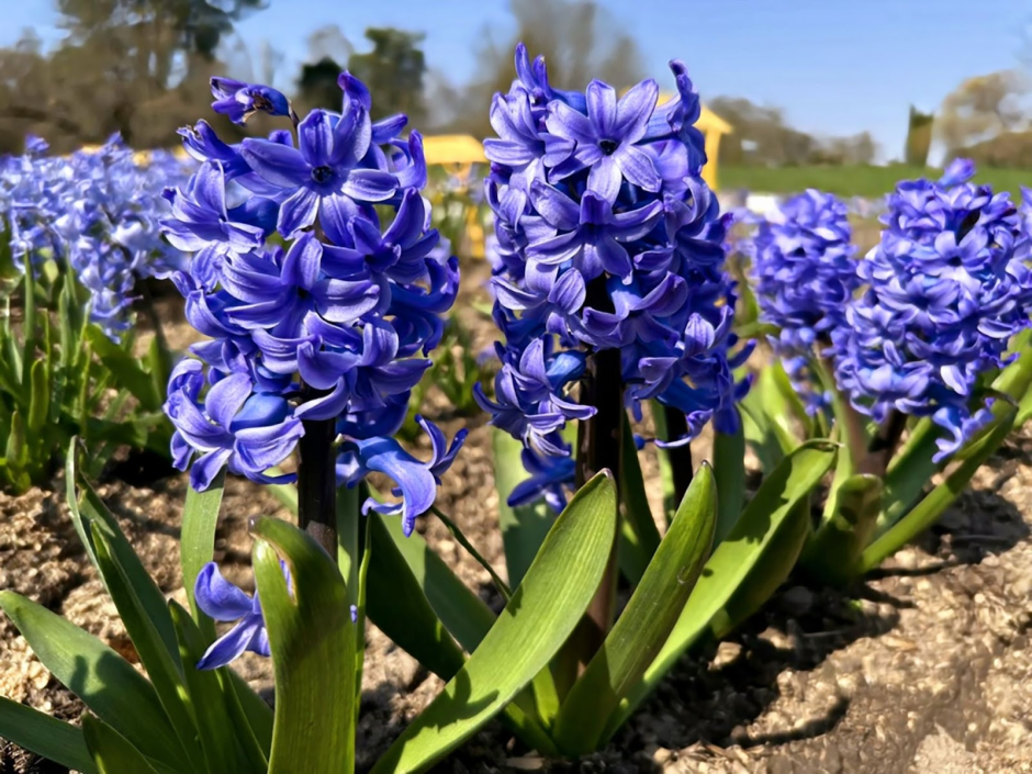 Прогулка по Ботаническому саду 21.png