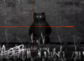 “Жуть” – На Минщине заметили медведя-гиганта