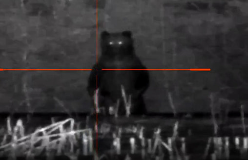 “Жуть” – На Минщине заметили медведя-гиганта