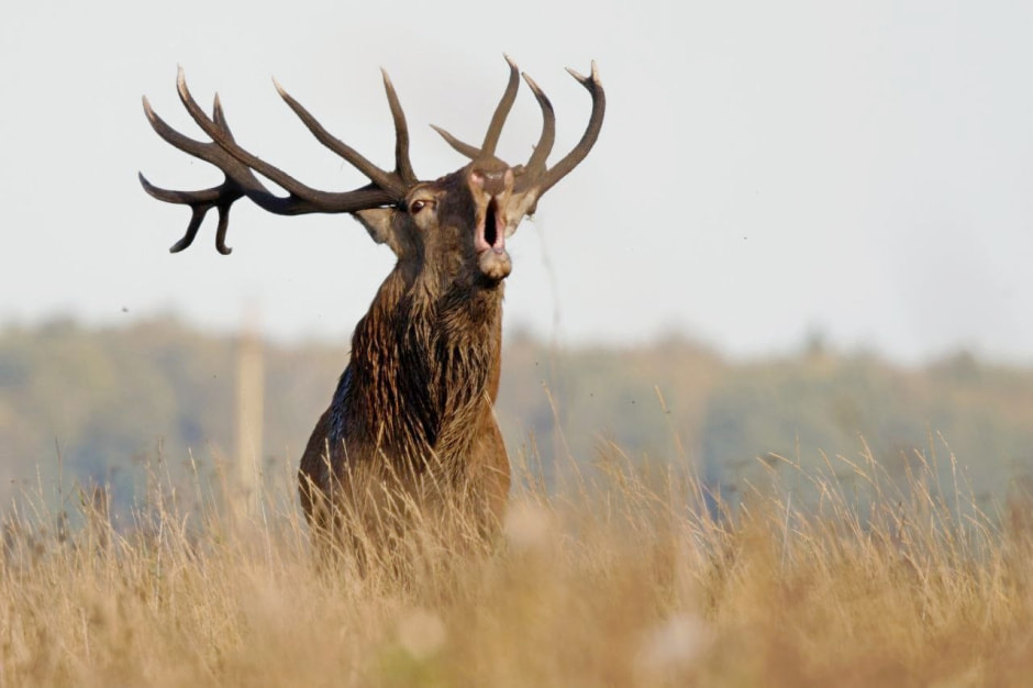 Благородный олень 8.jpg