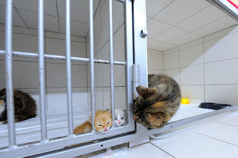 Суперветеринар из Лиды 14.jpg