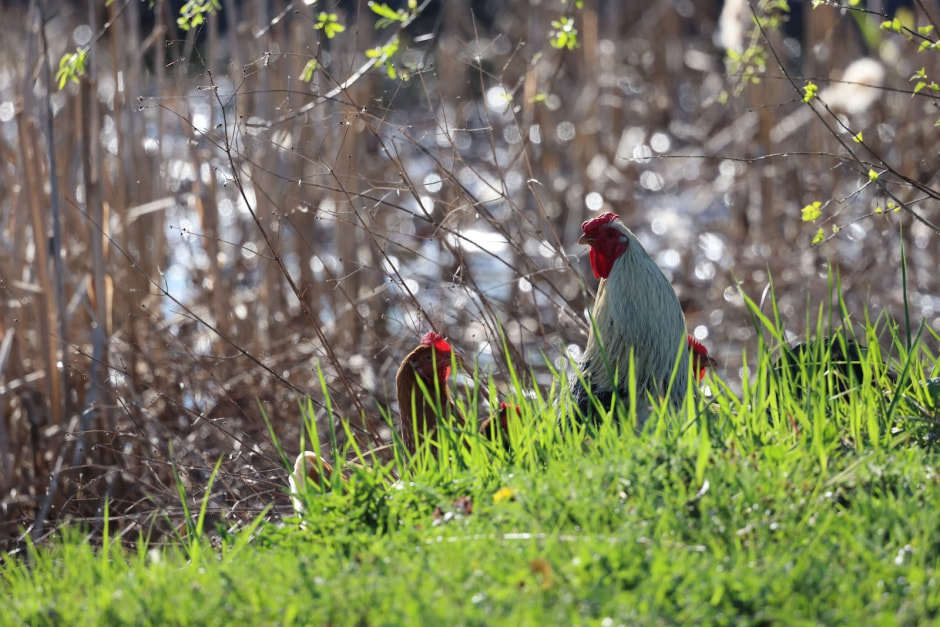 Аисты в деревне Малешев 6.jpg