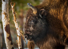 “Мы просто обязаны” – Еще 9 беловежских зубров хотят завезти в Башкортостан