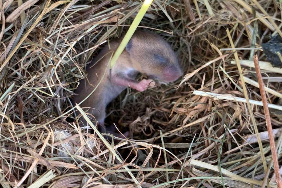 Мышь-малютка 9.png