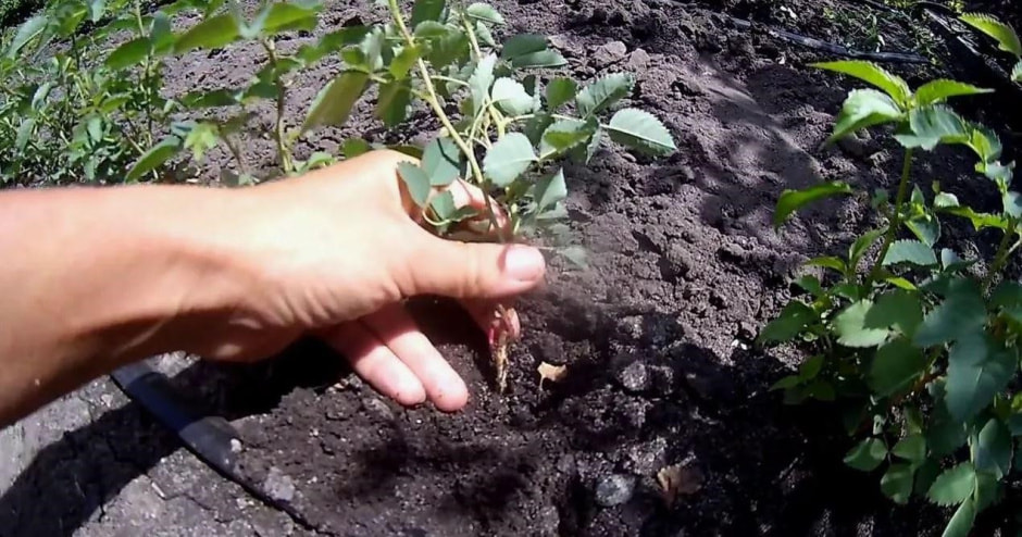 Чем полезен шиповник 4.jpg