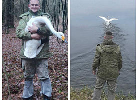 На Брестчине лебедь столкнулся с ЛЭП и заблудился в деревне