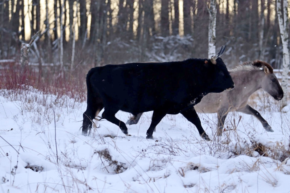 Быки Хека 2.jpg