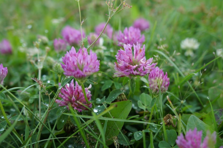 Травы-оборотни на даче