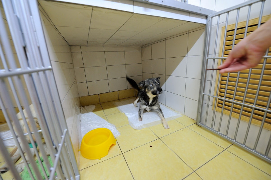 Суперветеринар из Лиды 11.jpg