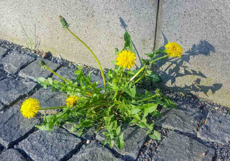 одуванчик4.jpg одуванчик4.jpg