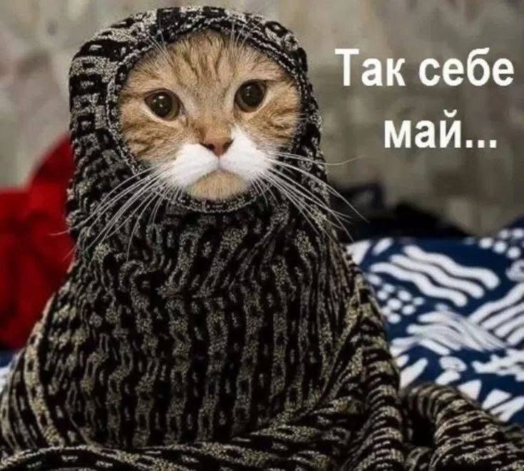 Мемы майские холода 