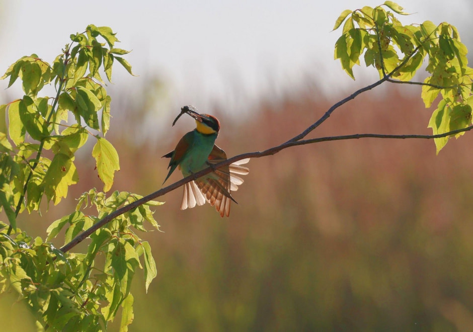 13-Золотистая щурка.jpg