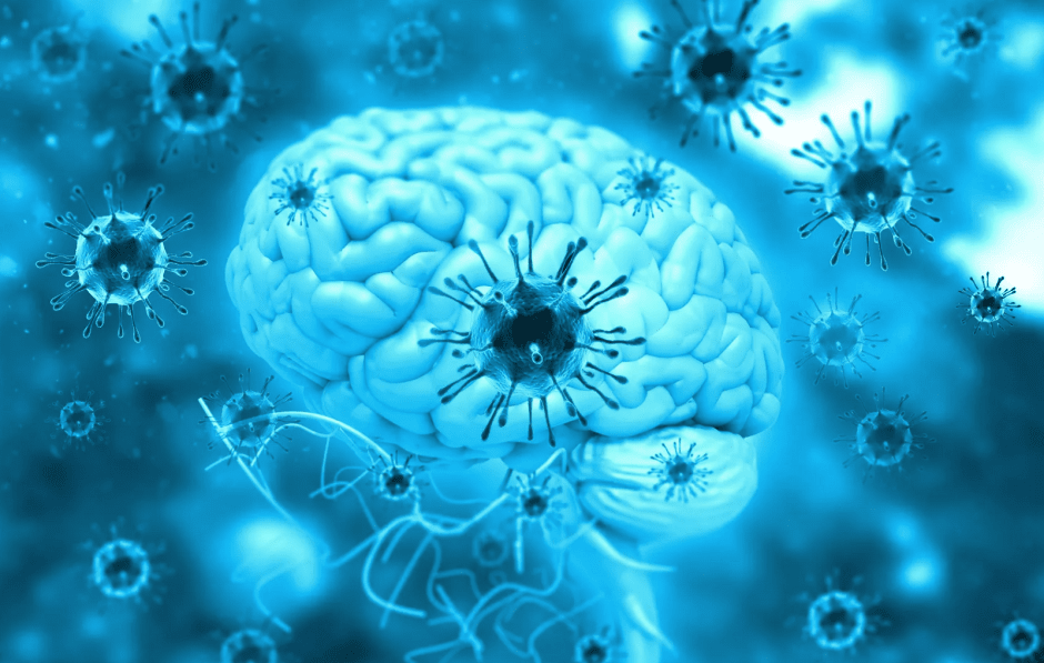 паразит Toxoplasma gondii в мозге