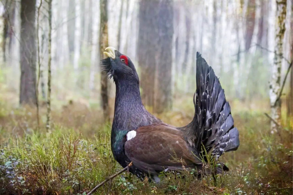 Глухари 2.png