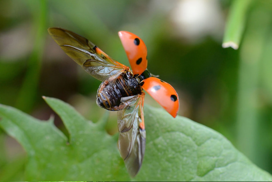 божья коровка.jpg