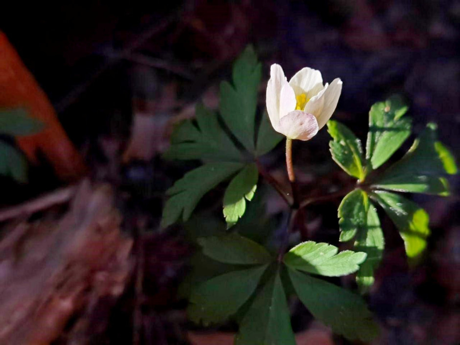 Первоцветы 4_Анемона дубравная.jpg