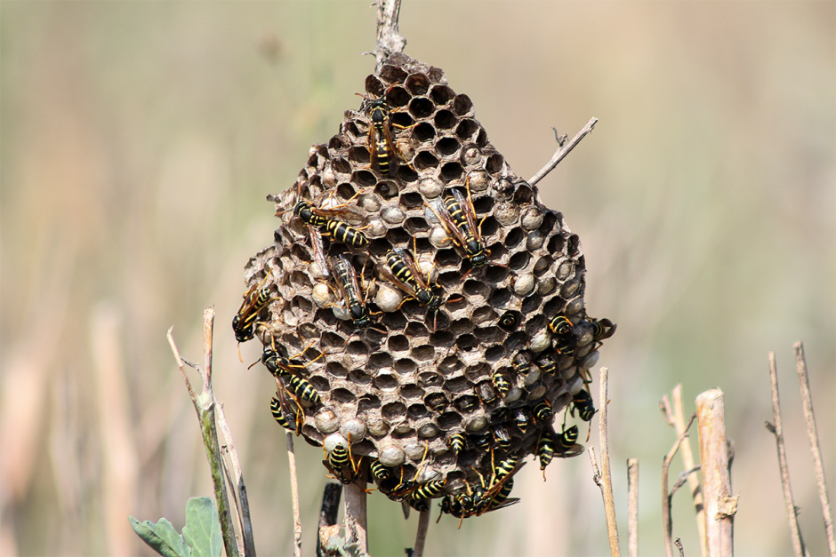 Интересное об осах 5.png