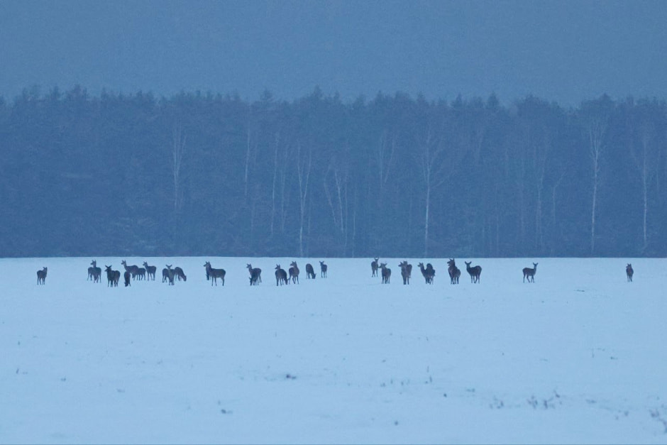Благородный олень 7.jpg
