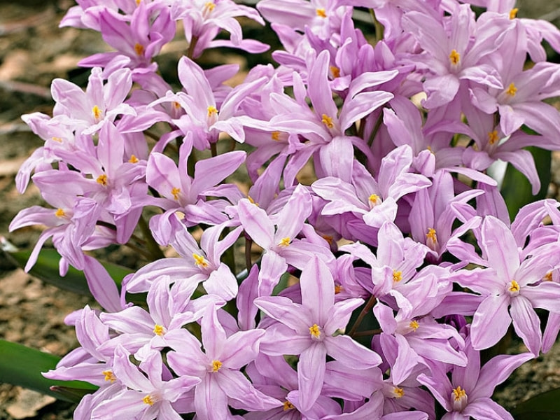 луковичные13.jpg луковичные13.jpg