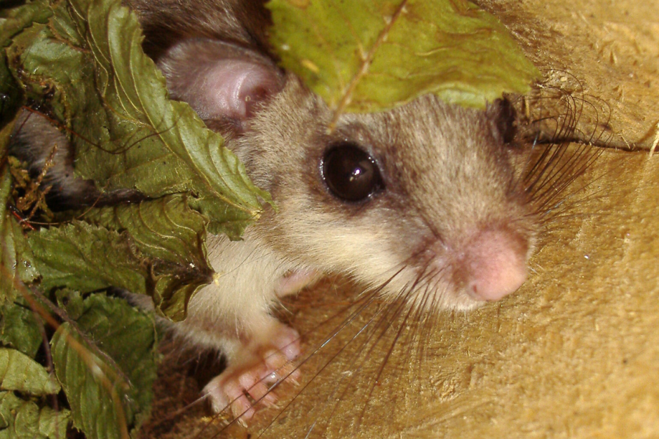 Соня-полчок 2.png